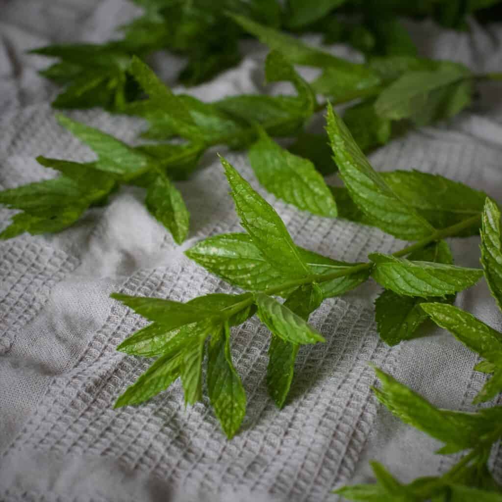 Fresh mint stems and leaves on a grey tea towel to dry