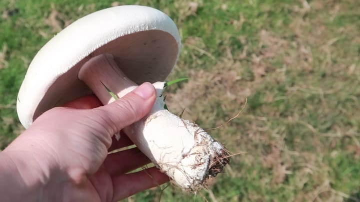 A mushroom in a hand, picked from the field sitting behind it
