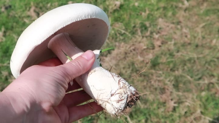 How to Dehydrate Mushrooms in 3 Simple Steps • Six Dollar Family