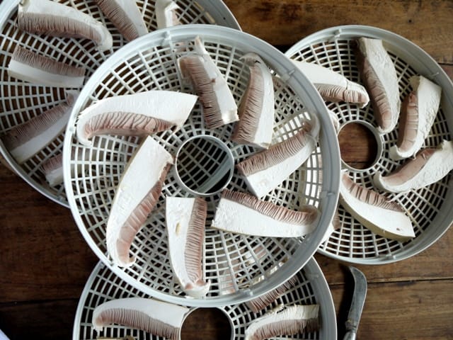 how to dry mushrooms in a dehydrator - slices spread out in the dehydrator trays