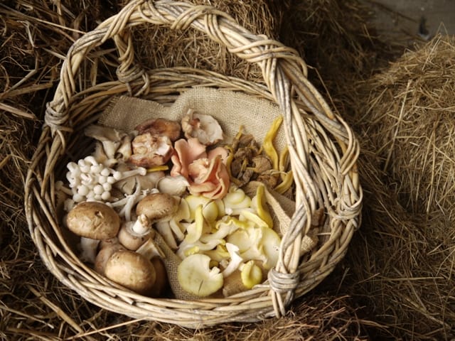 Mixed Mushrooms