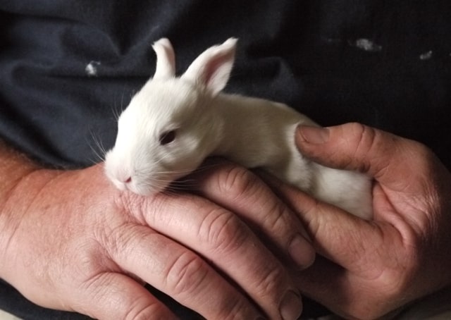 2 day old bunnies