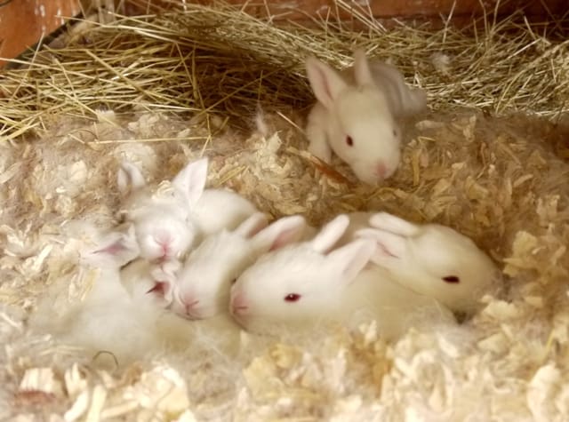 2 week old store rabbit