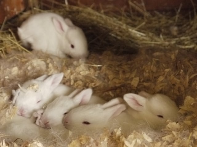 2 day old bunnies