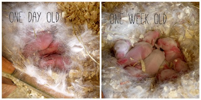 pictures of newborn baby bunnies