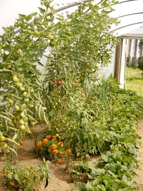 Poly Tunnel  full of veggies for rainbow salsa