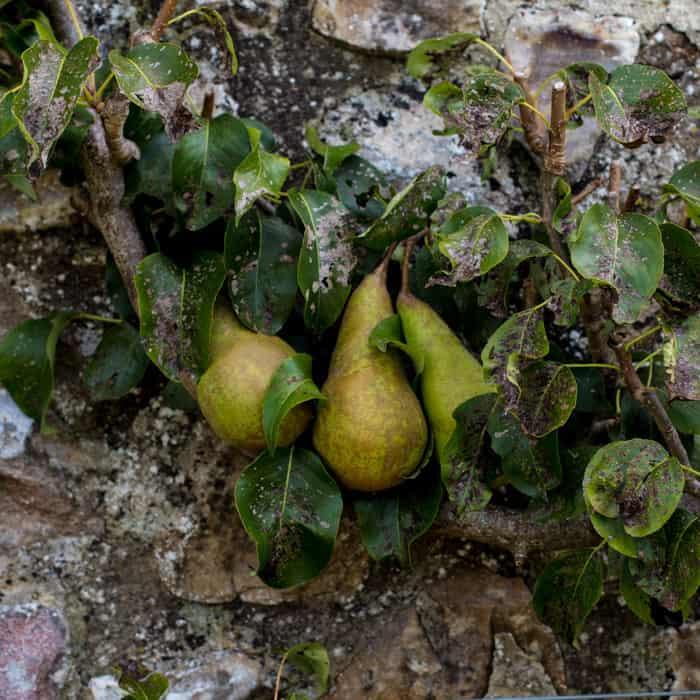 Pears growing on a tree