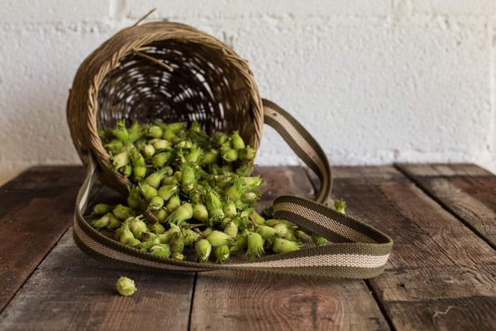 Green Hazelnuts spilling out of a basket onto a wooden table ready to make Green Hazelnut Brownies