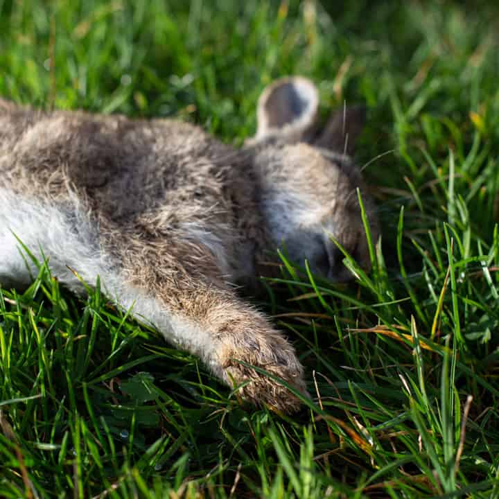 image of fresh wild rabbit on grass