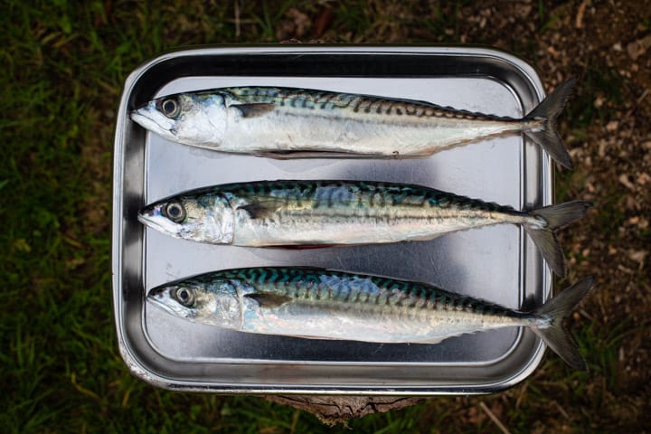 silver tray with 3 whole mackerel on