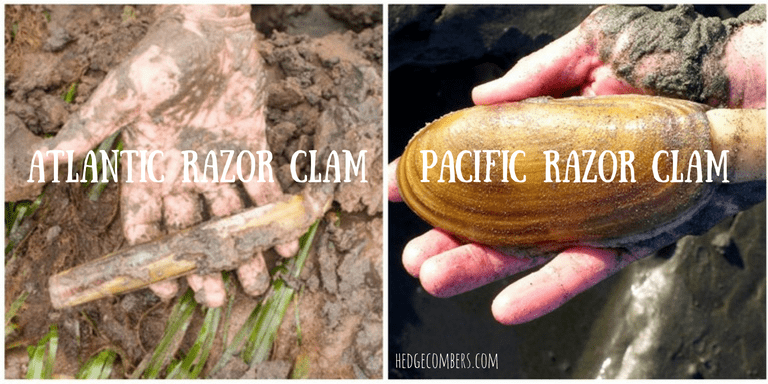  Atlantic razor clam & Pacific razor clam in muddy hands