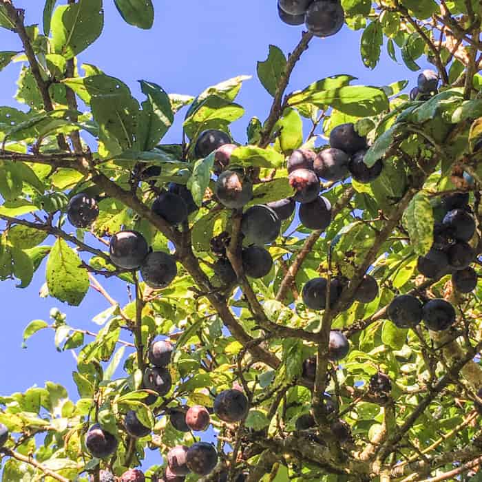 wild sloes on the tree