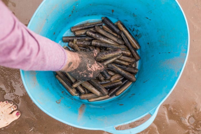 Our Atlantic Razor Clam haul in a blue bucket