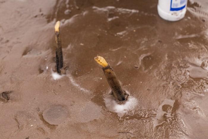  Atlantic razor clams breaking through surface of mud