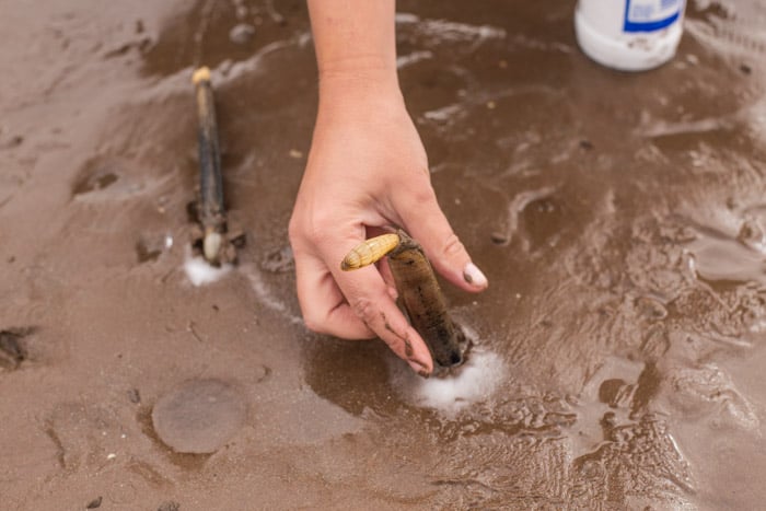 Hand picking Atlantic razor clams from mud