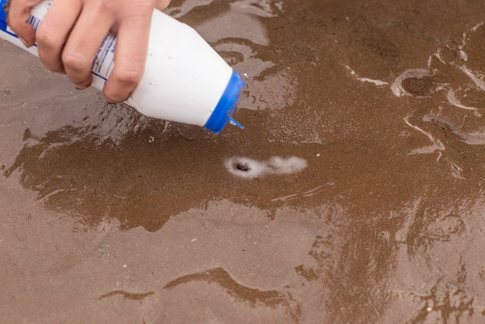 salt being poured into mud to attract clams