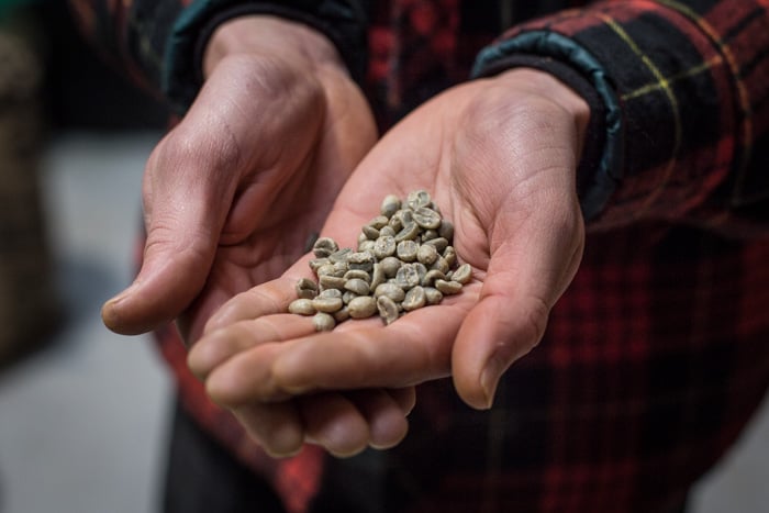 Green coffee beans on the palm of a hand