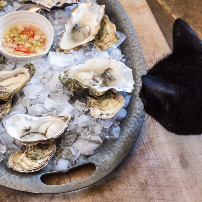 Oysters and a cheeky cat :)