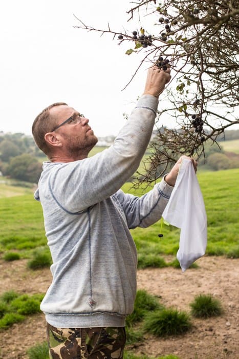 Picking sloes for sloe vodka