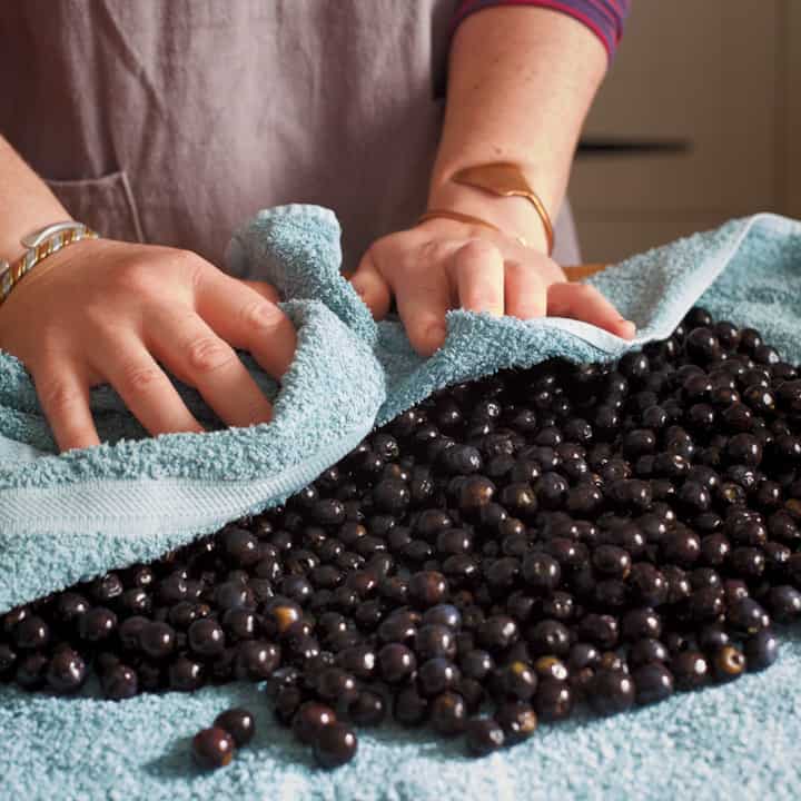 Woman’s hands drying lots of black sloes in a blue towel