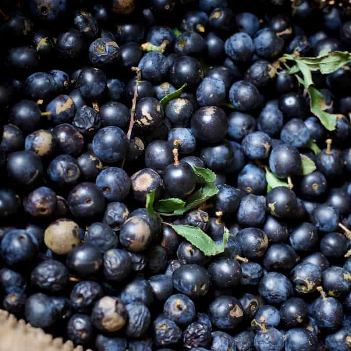 Inside shot of a wicker basket full of fresh wild sloes