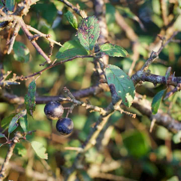 Wild sloes growing in an old English hedge