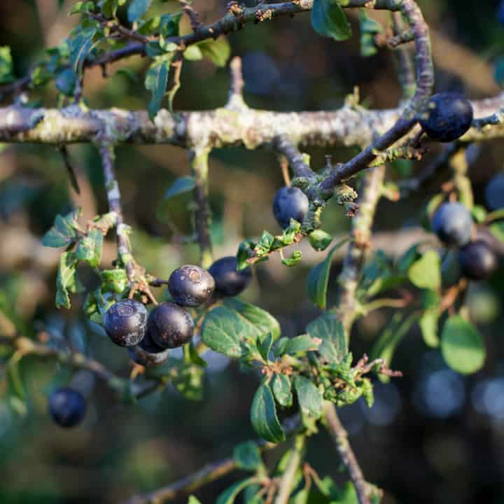 Wild sloes growing in an old English hedge