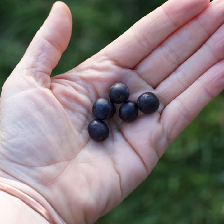 Woman’s hands holding 5 small wild sloes