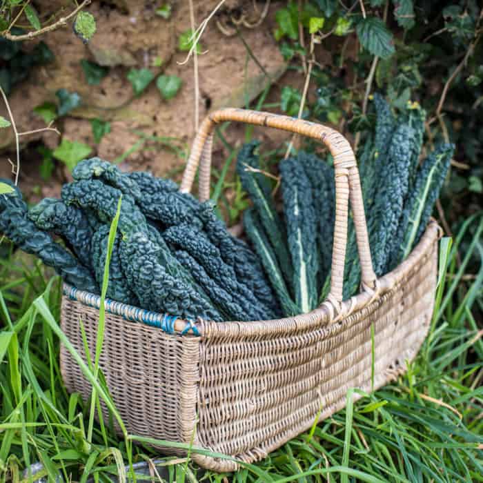 wicker basket of cavolo nero kale leaves stood on grass