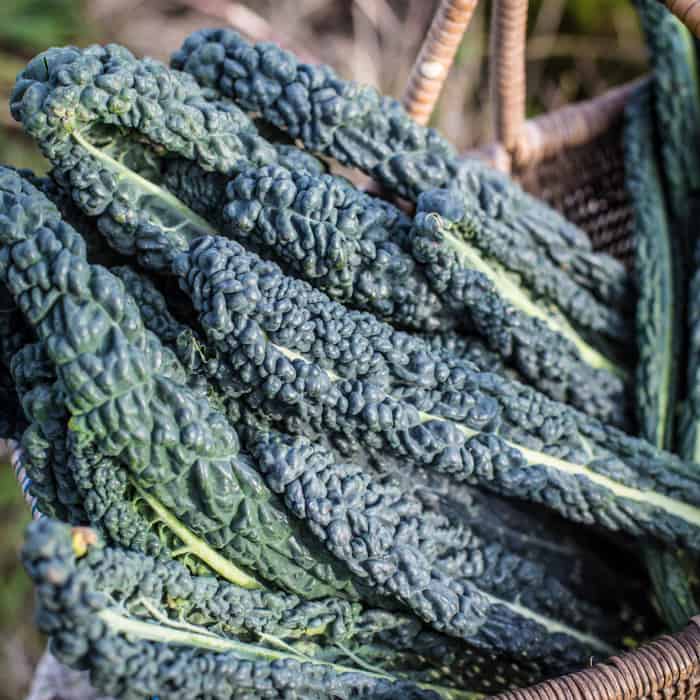 wicker basket of cavolo nero kale leaves