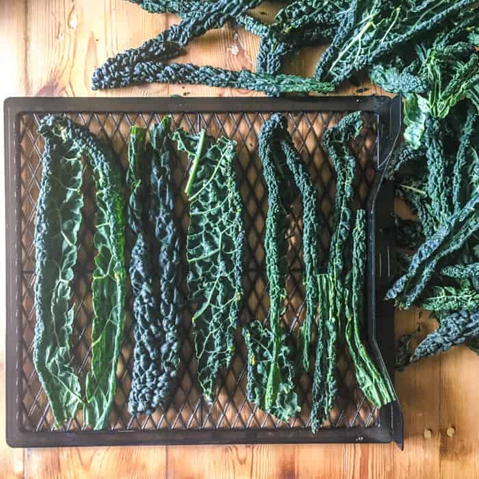 wooden counter with black dehydrator rack on filled with fresh kale leaves ready to dry