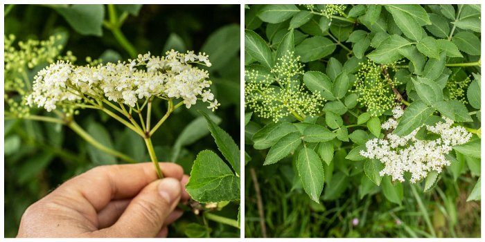 ladies hand holding an elderflower bloom and a 2nd image showing elder leave, flowers and bud for ID purposes