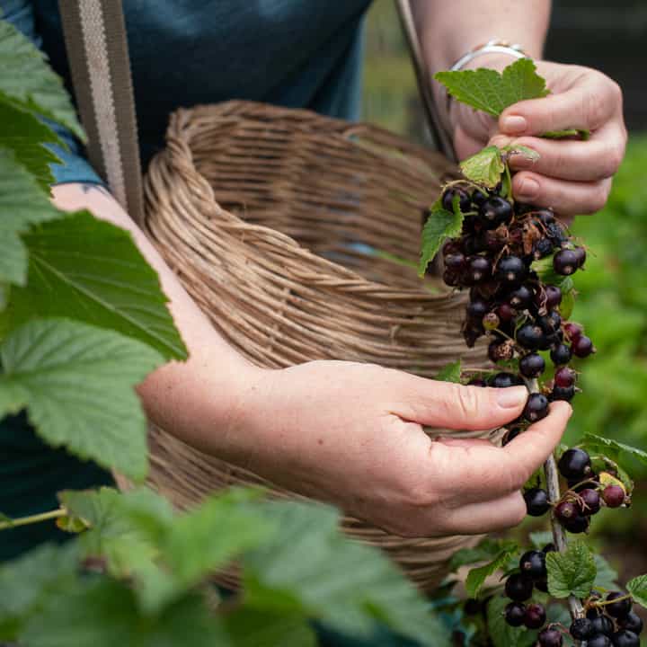 womans hands and wicker basket picking blackcurrants from a blackcurrant bush