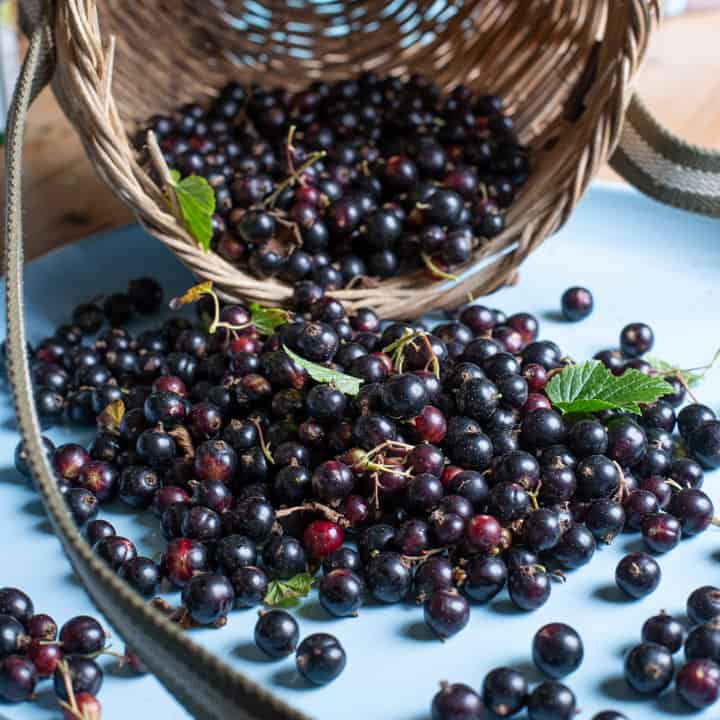 blue cloth with baskets of fresh blackcurrants spilling out on to it