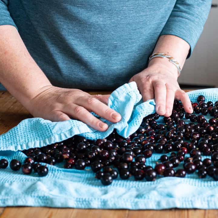 womans hands drying blackcurrants on with a blue tea towel