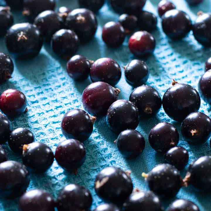 close up of freshly picked blackcurrants drying on a blue cloth 