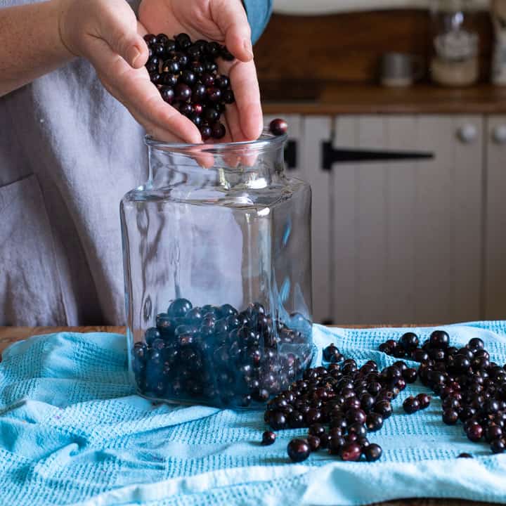 womans hands pouring fresh blackcurrants into a large glass jar to make creme de cassis