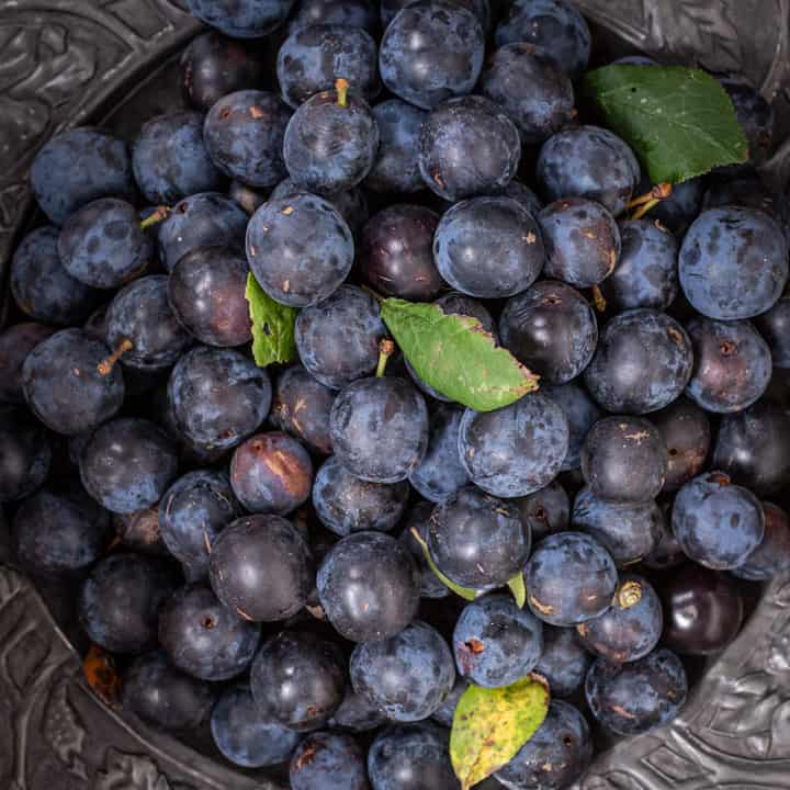 pewter plate with a pile of wild damsons and a few damson leaves