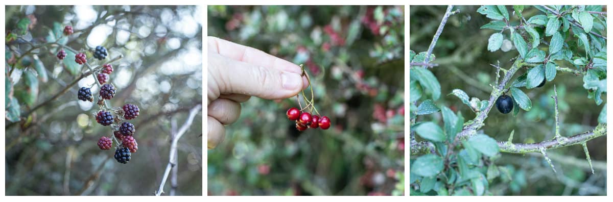 3 image collage of picking wild blackberries, haws and damsons to make a hedgerow jam