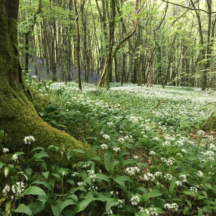 English woodland carpeted with wild garlic ramsons and bluebells