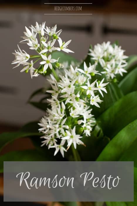 wild garlic ramson flowers in a vase