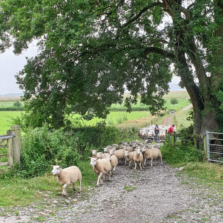 Lambs being brought through a gate in the salt marshes of south Wales