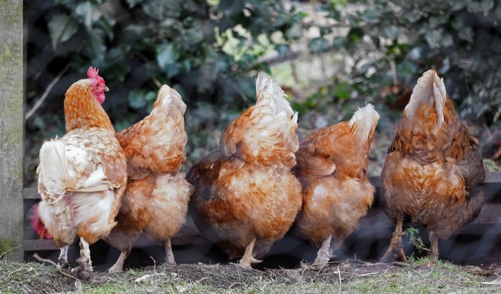 Back view of 5 hens, 4 bending over, one stood up