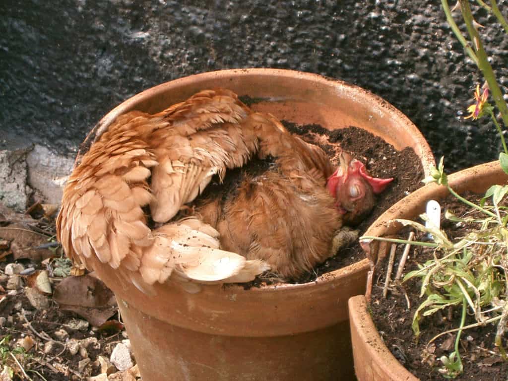 Hen curled up in a flower pot with mud in it