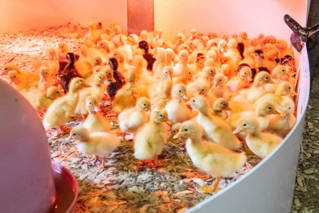 A group of ducklings in a penned off area with woodchips on floor