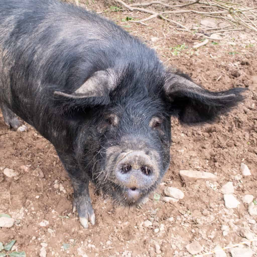 Pig looking at camera stood on soil