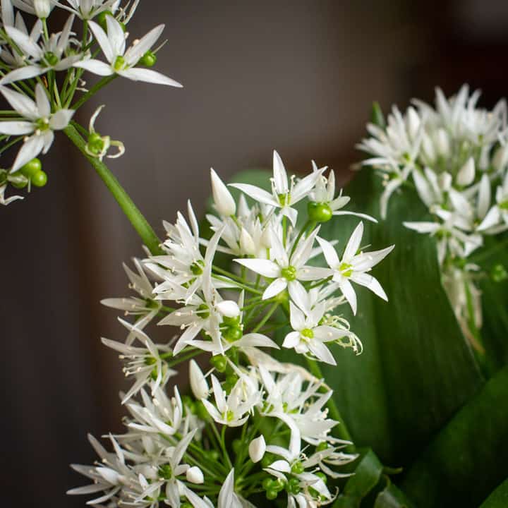 white and green wild garlic flowers against a dark background