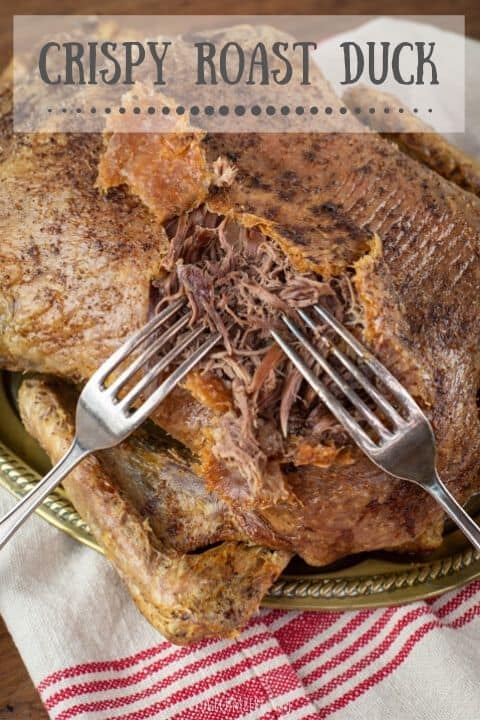Crispy roast duck being easily shredded with two forks