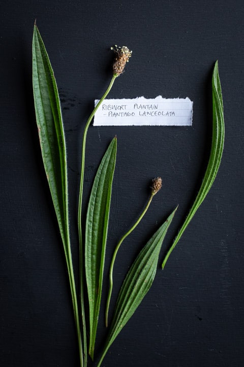 black background with 4 ribwort plantain leaves and 2 flower stems with a white botanical name plate