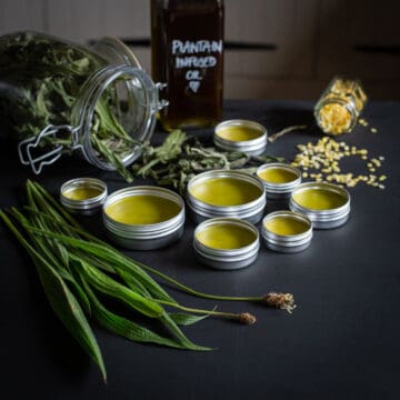 Plantain Salve Recipe – How to Make it & Why You’d Want to